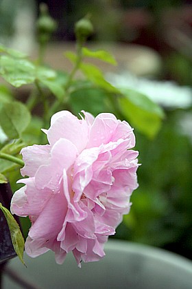 チャールズ・レニー・マッキントッシュ