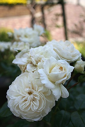 マクミラン・ナース