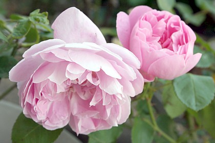 チャールズ・レニー・マッキントッシュ