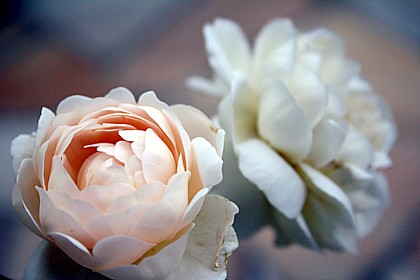 アンブリッジ・ローズ