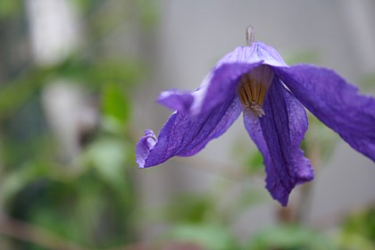 インテグリフォリア