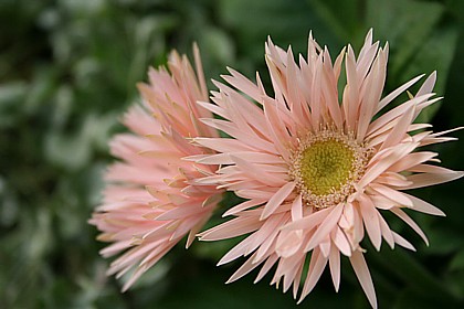 ミニ・ガーベラ