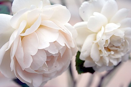 アンブリッジ・ローズ