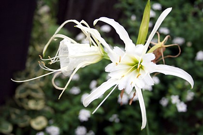 スパイダーリリー