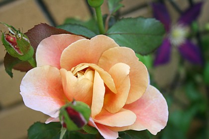 ディスタント・ドラムス