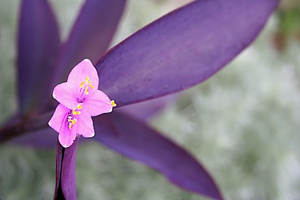 パープルハート