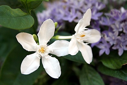 セイロンライティア