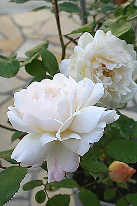 グルス・アン・アーヘン