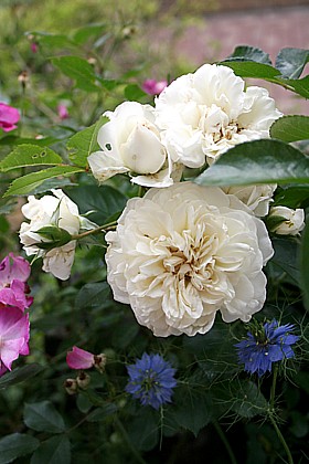 ホワイトメイディランド