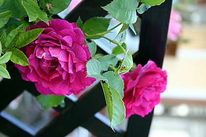 ワイルド・ブルー・ヨンダー