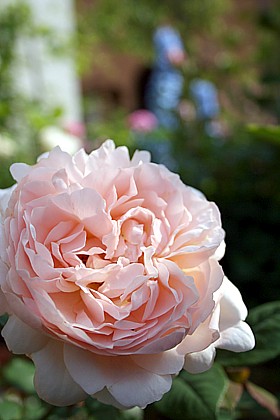 アンブリッジローズ