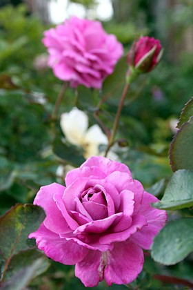 シンプリー・マーベラス