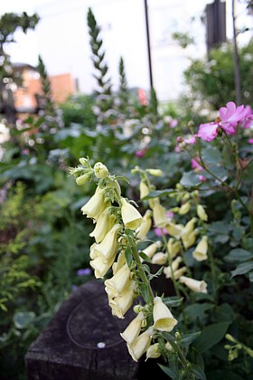 ジキタリス　ドワーフ カリヨン