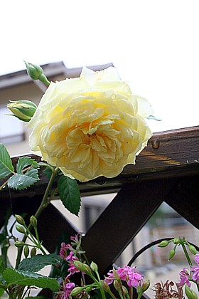 セント・オルバン