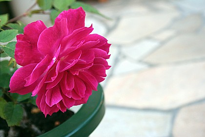 モンテリエール