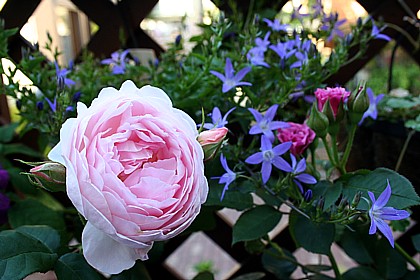 セプタードアイル