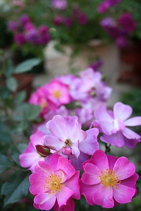 ラベンダードリーム