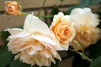 スイート・ジュリエット