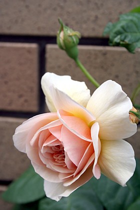 スイート・ジュリエット