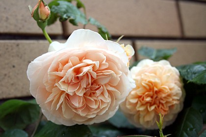 スイート・ジュリエット