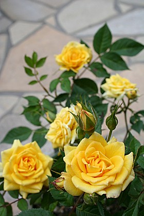 イースター・イエロー