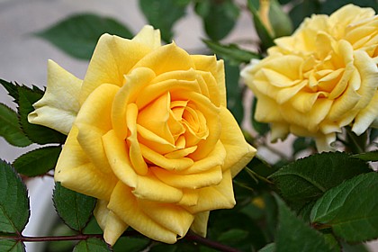 イースター・イエロー