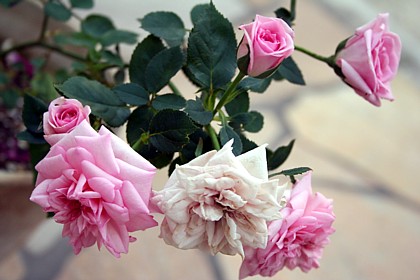 ベビー・オフェーリア