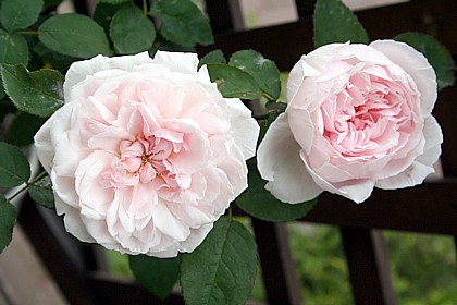 バーバラ・オースチン