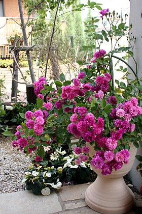 スイート・チャリオット