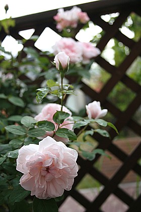 バーバラ・オースチン