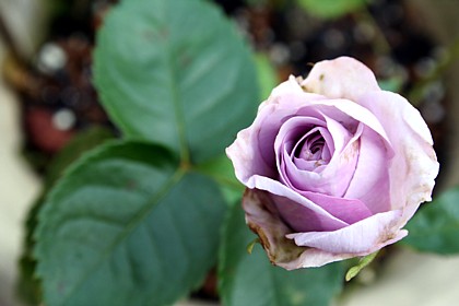 モーニング・ブルー