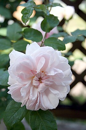 バーバラ・オースチン