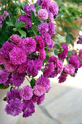 スイート・チャリオット