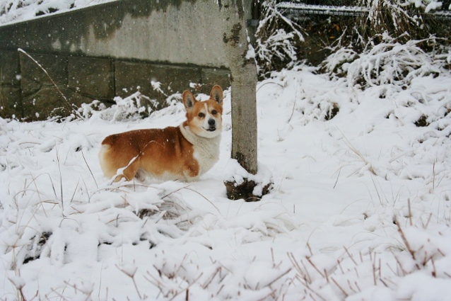 ロム2011
