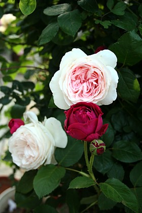 クナイプとフォールスタッフ