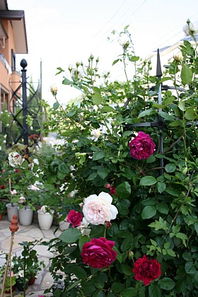 クナイプとフォールスタッフ