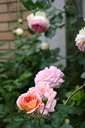 ピエールとアルキミスト