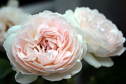 セバスチャン・クナイプ