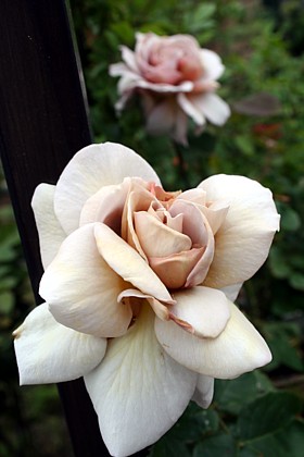 グレイ・パール