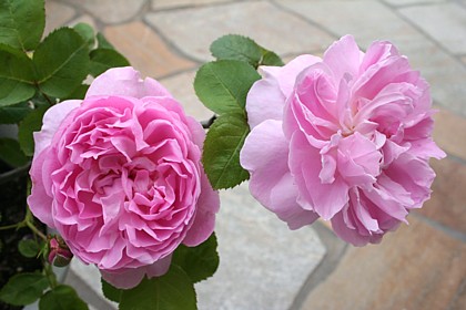 チャールズ・レニー・マッキントッシュ