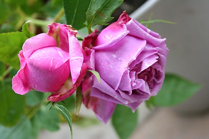 ビックス・カプリス