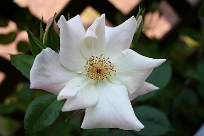 ホワイト・ラヴィアン・ローズ