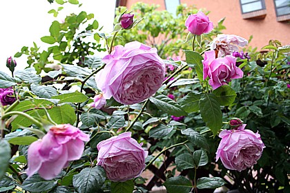 スプリットオブフリーダム