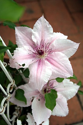 ピンク・ファンタジー