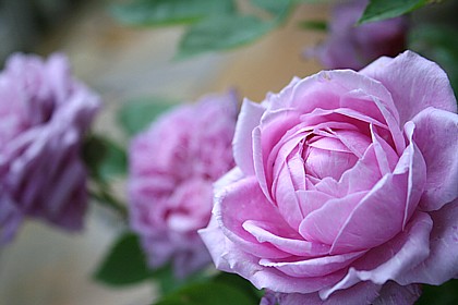 ビックスカプリス