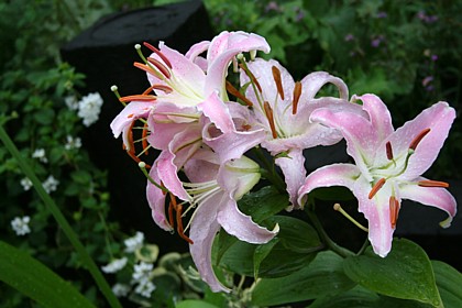 ピンク・カサブランカ