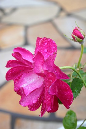 ソフィーズ・パーペチュアル