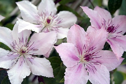 ピンク・ファンタジー