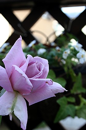 マダムバタフライ