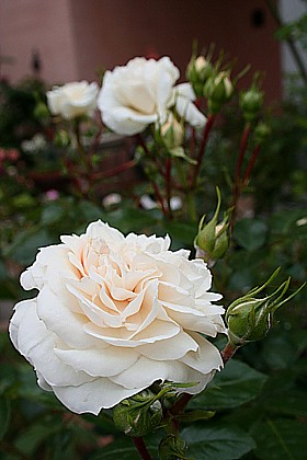 マクミラン・ナース